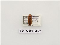 藏品(叩頭蟲(2))的圖片